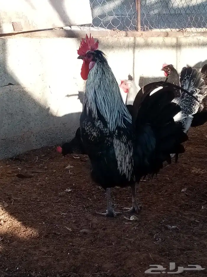 صوص دجاج للحجز انتاج خاص صور الأمهات واتساب 2