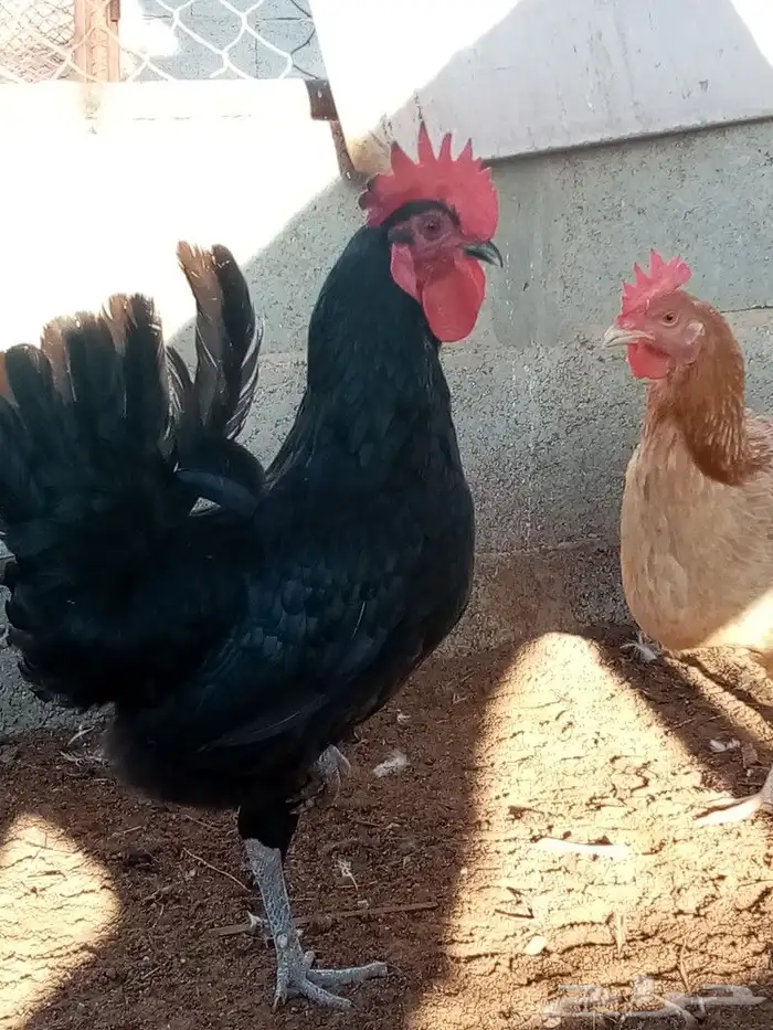 صوص دجاج للحجز انتاج خاص صور الأمهات واتساب 1