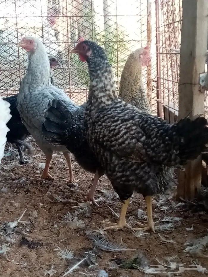 صوص دجاج للحجز انتاج خاص صور الأمهات واتساب 4