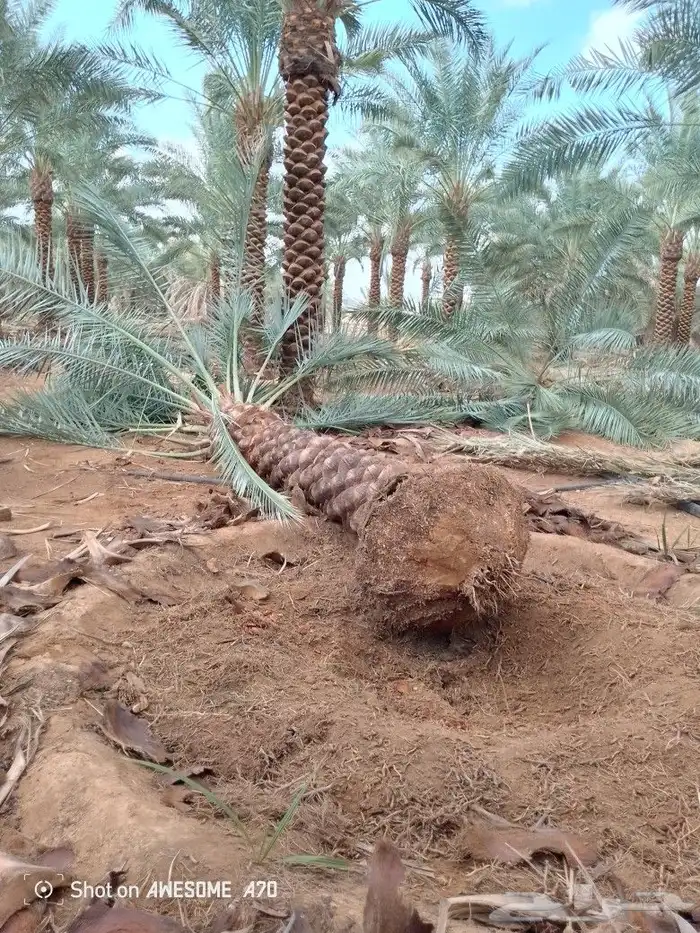 مقاول شبوك ونخيل 4