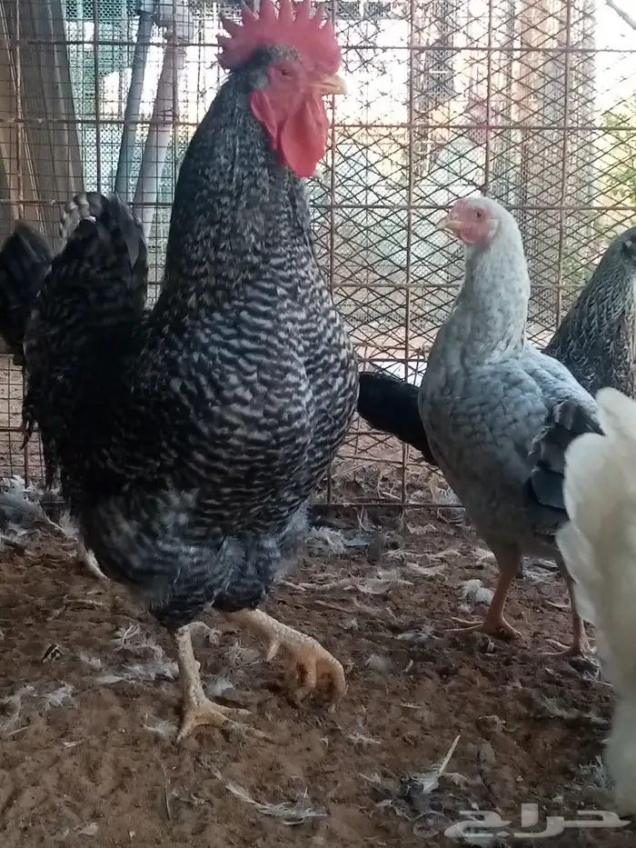 صوص دجاج للحجز انتاج خاص صور الأمهات واتساب 3