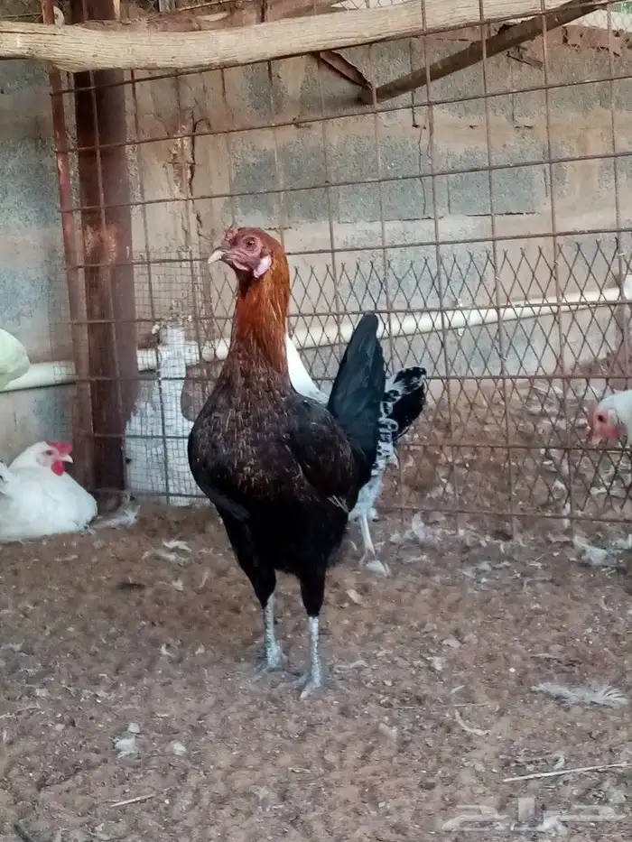 صوص دجاج للحجز انتاج خاص صور الأمهات واتساب 8