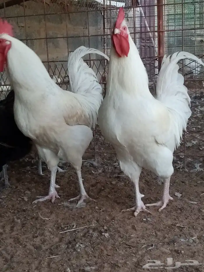 صوص دجاج للحجز انتاج خاص صور الأمهات واتساب 9