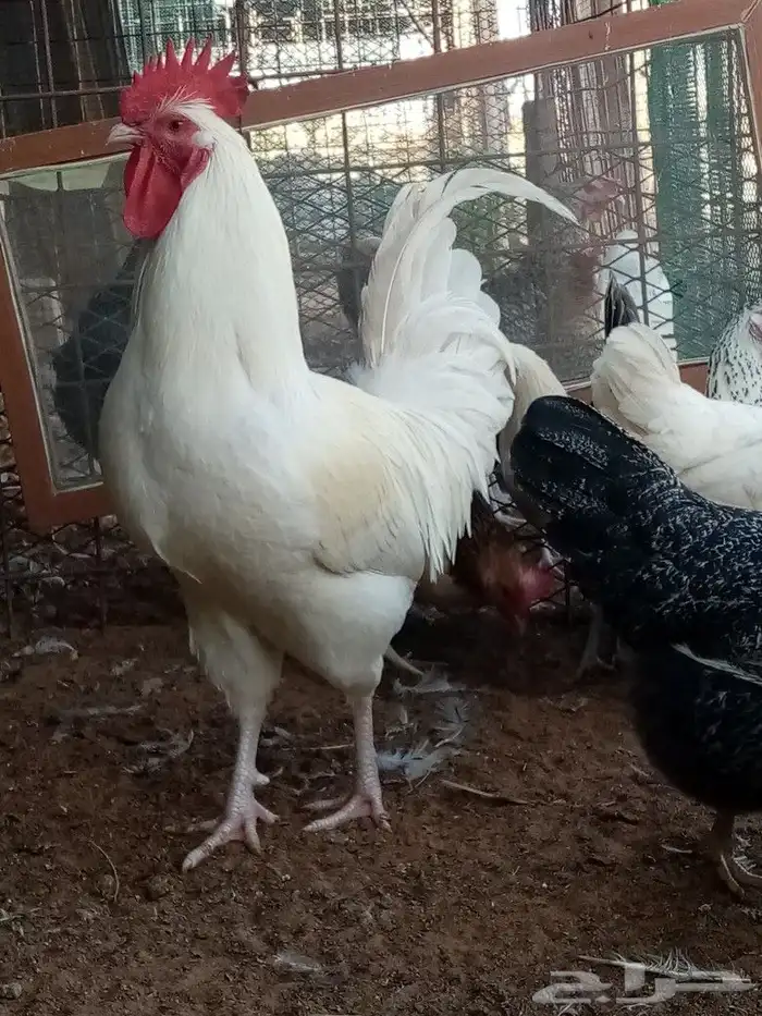 صوص دجاج للحجز انتاج خاص صور الأمهات واتساب 5