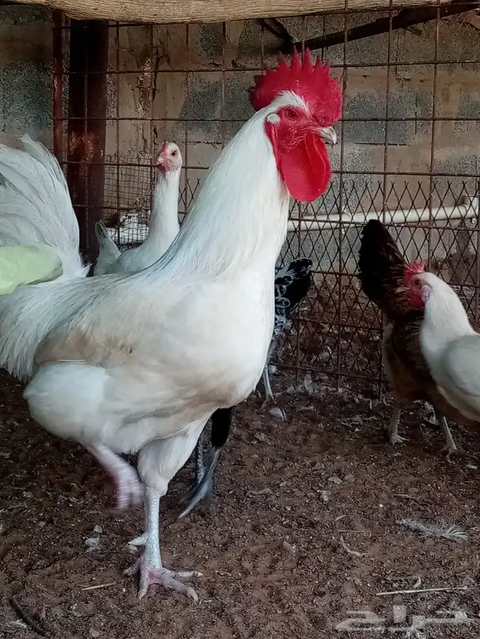 صوص دجاج للحجز انتاج خاص صور الأمهات واتساب 7