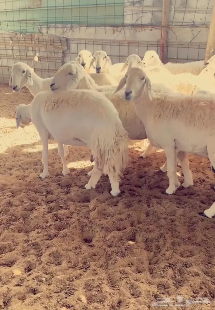غنم مراح كفو وسم واحد 1