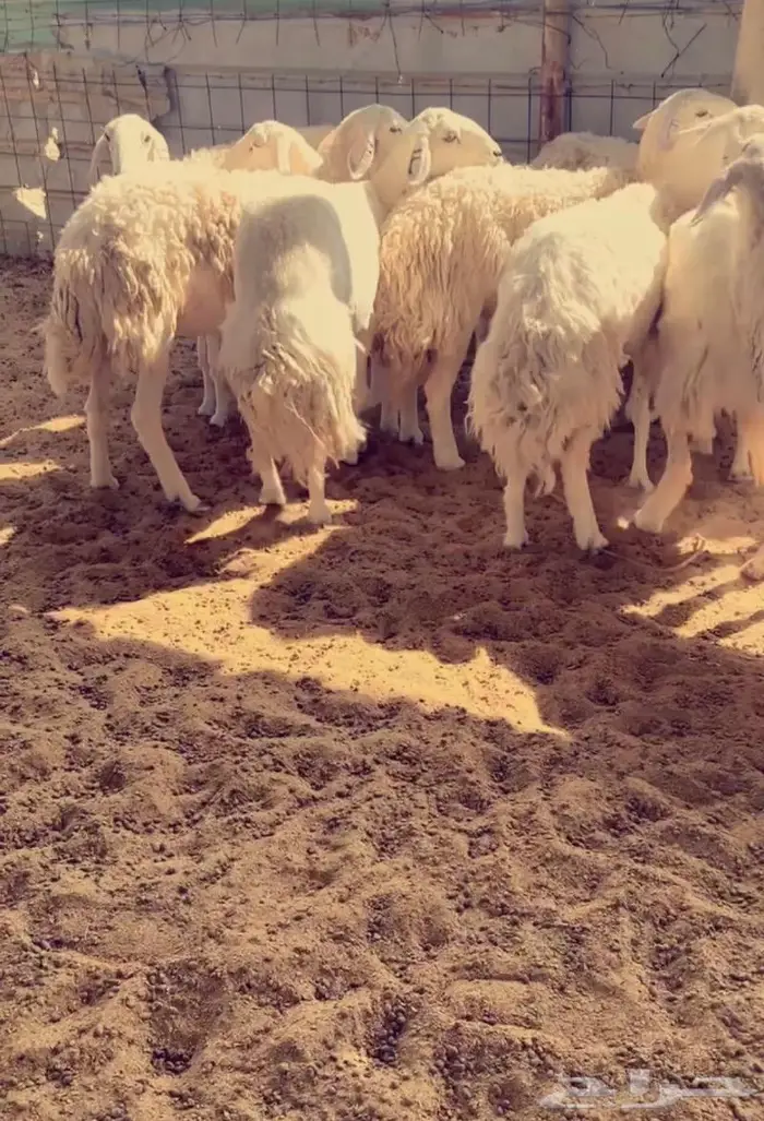 غنم مراح كفو وسم واحد 2