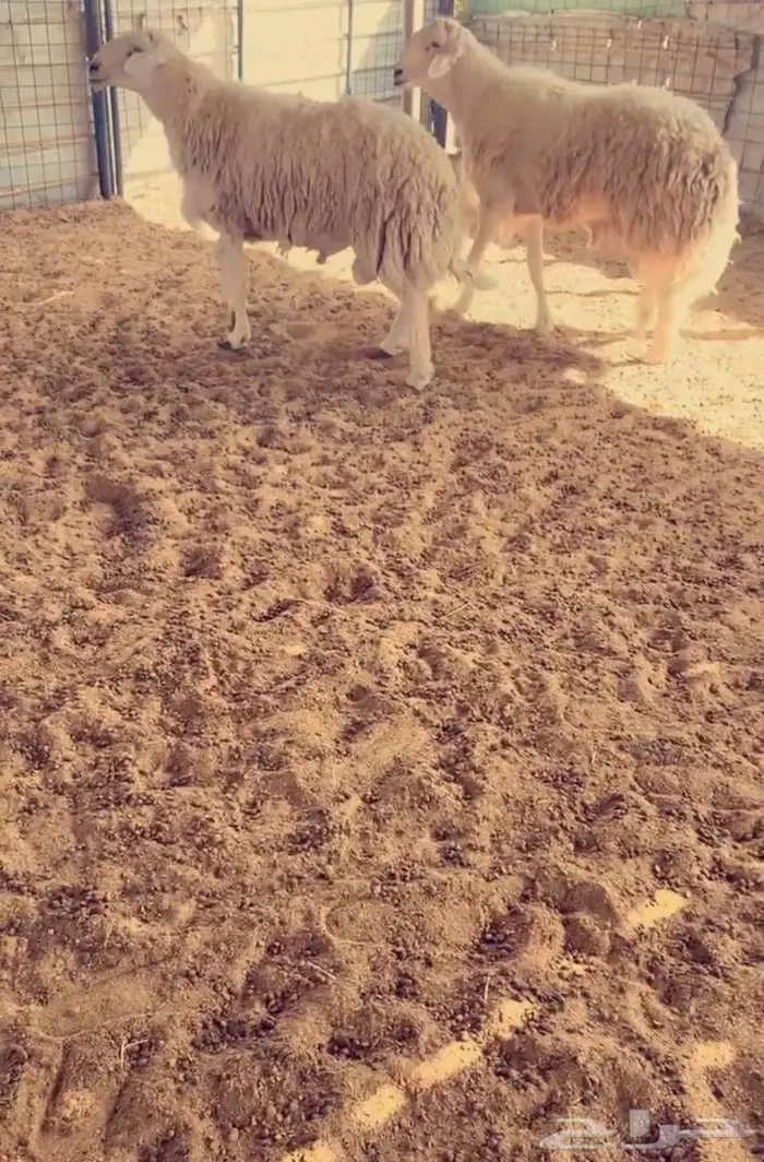 غنم مراح كفو وسم واحد 3