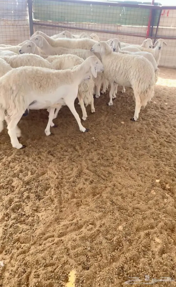 غنم مراح كفو وسم واحد 0