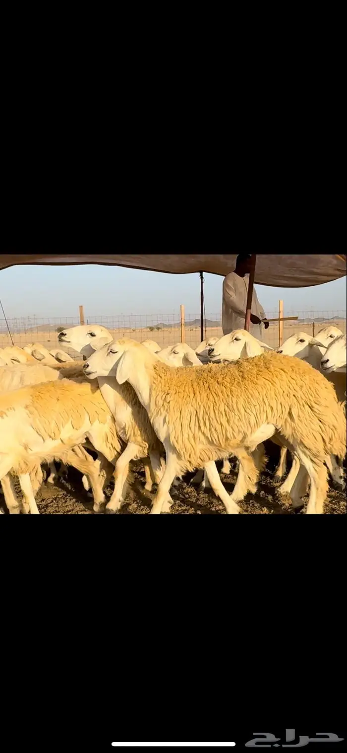 غنم حريات مراح صنف نخبة (تم البيع) 13