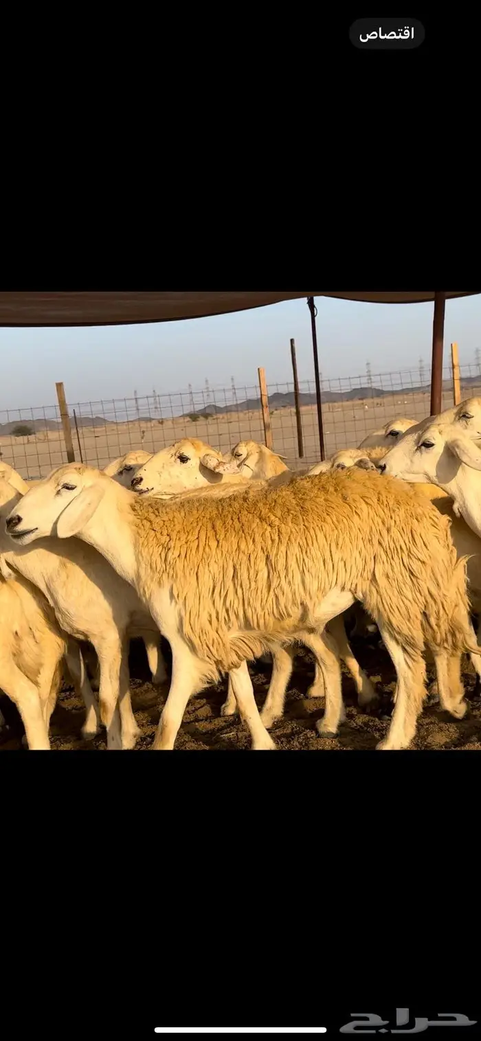 غنم حريات مراح صنف نخبة (تم البيع) 2