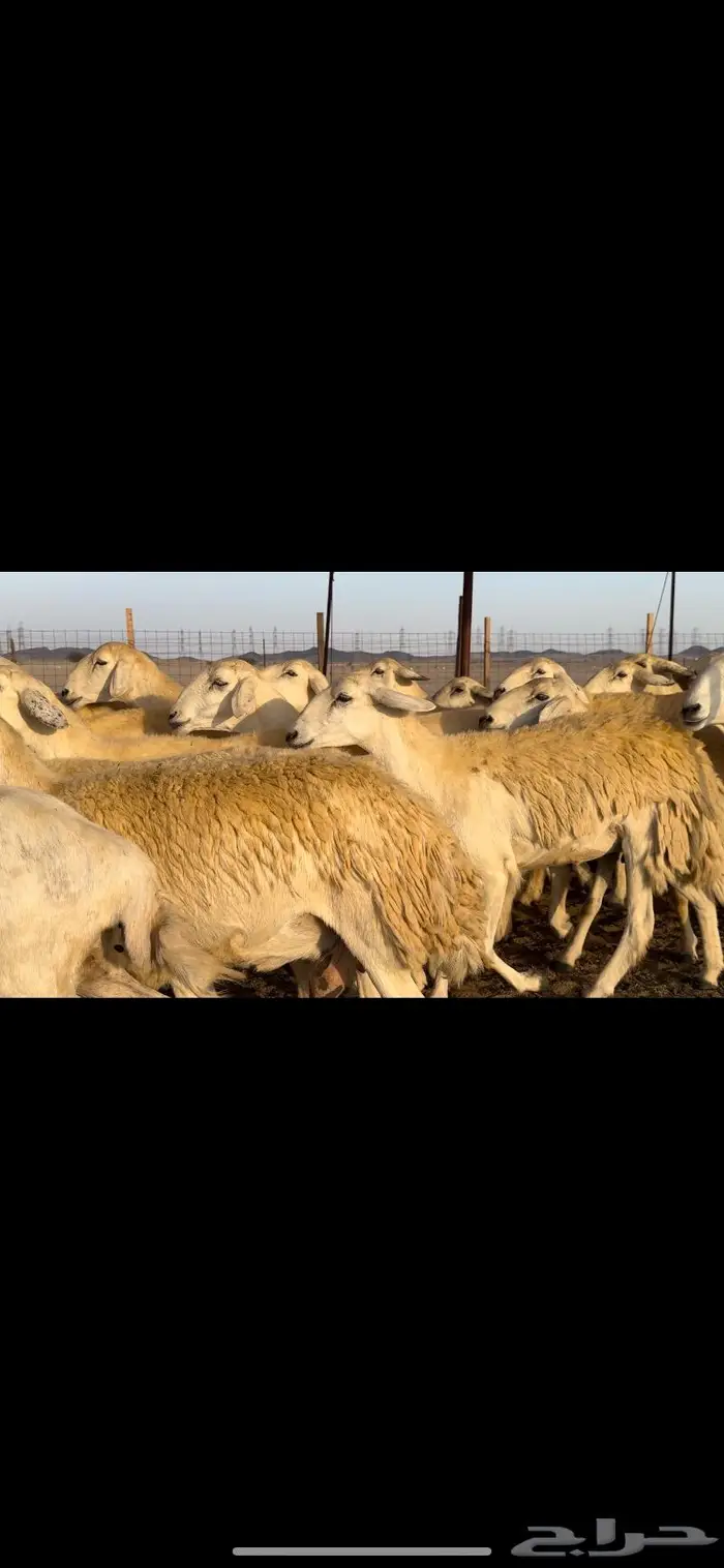 غنم حريات مراح صنف نخبة (تم البيع) 0