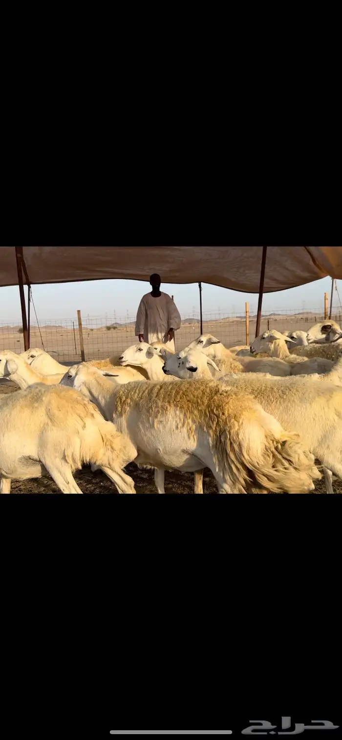 غنم حريات مراح صنف نخبة (تم البيع) 11