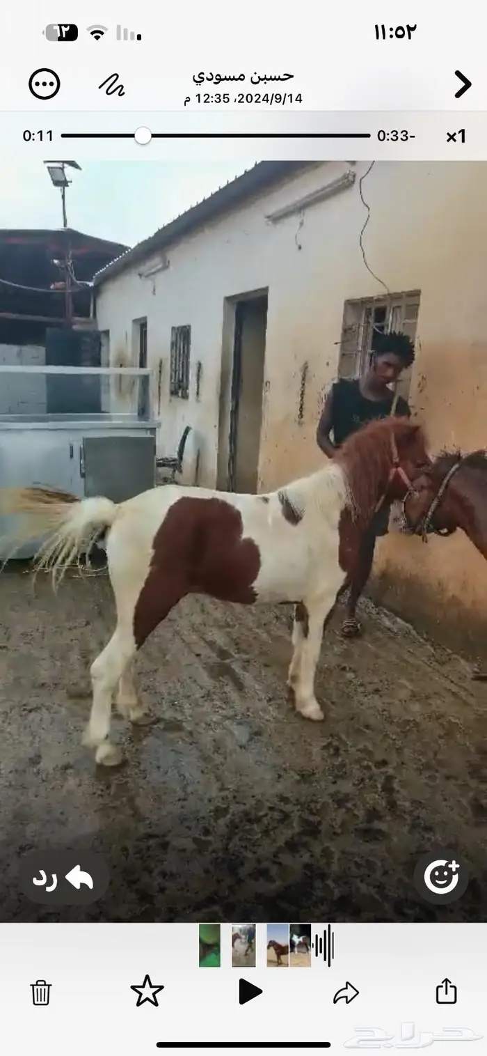 بوني معيوف للبيع 0