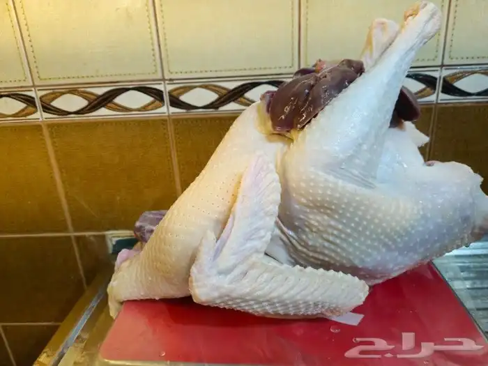 ديك رومي ذبح طازج 0