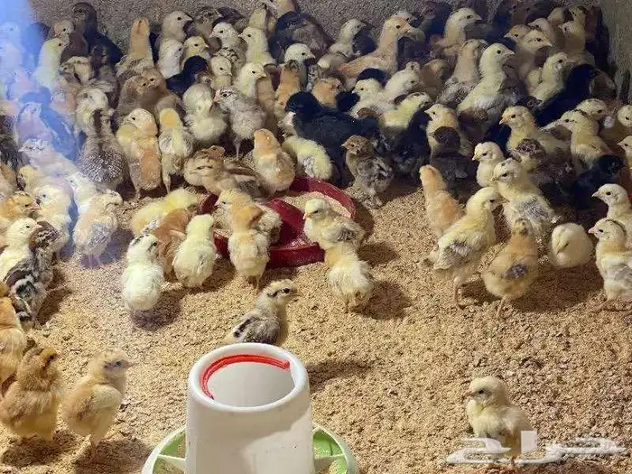 صوص بلدي مع فيومي المجاردة 0