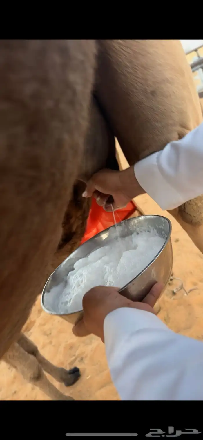 خلفات للبيع مجاهيم  وصفراء طيبه تحتها بكره ومناح طيب 13