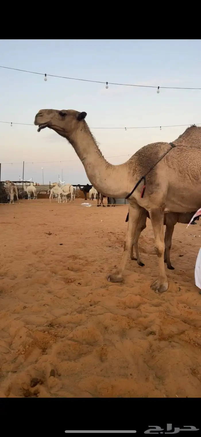 خلفات للبيع مجاهيم  وصفراء طيبه تحتها بكره ومناح طيب 11