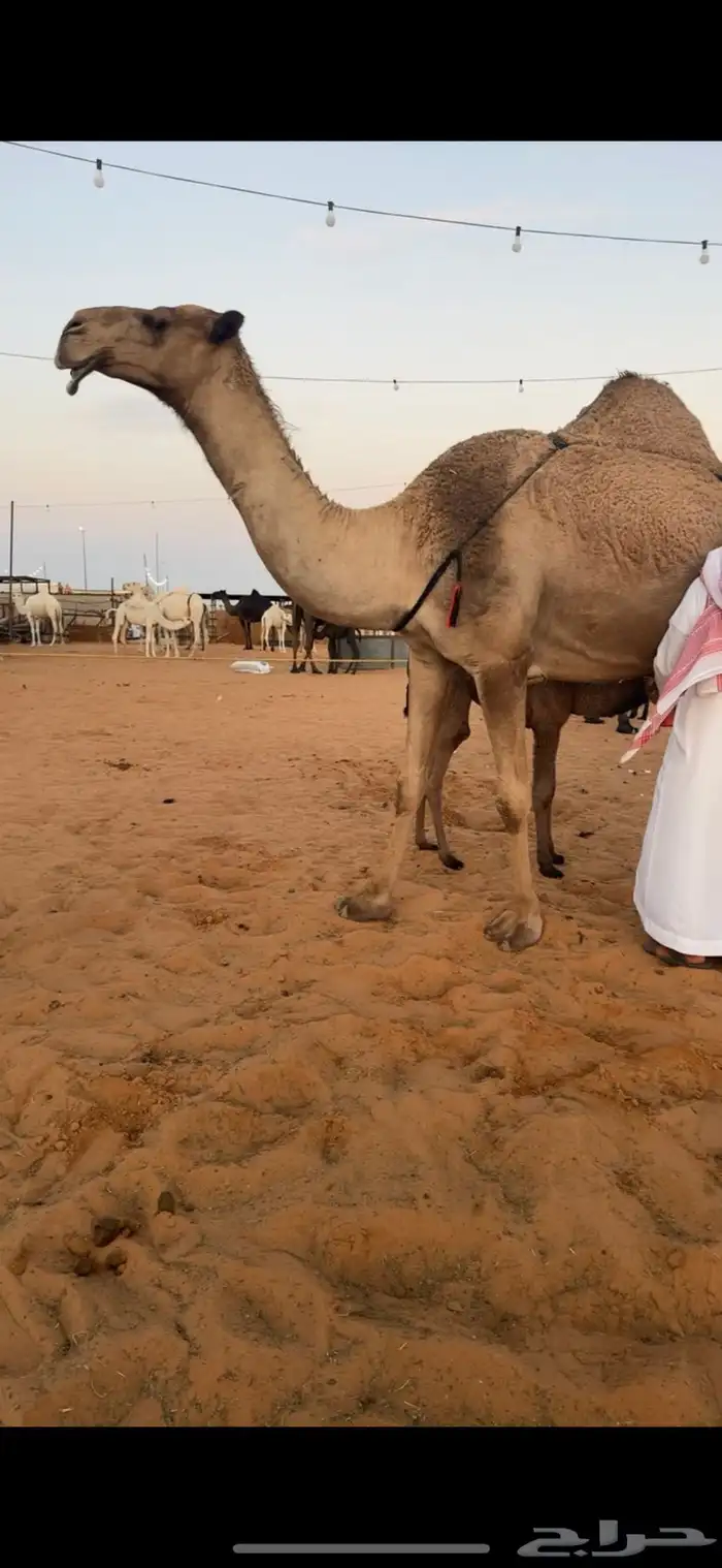 خلفات للبيع مجاهيم  وصفراء طيبه تحتها بكره ومناح طيب 12