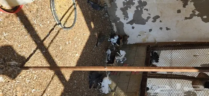 30 جوز رقاص هندي تايقر و 4 اجواز امريكي 0