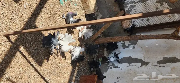 30 جوز رقاص هندي تايقر و 4 اجواز امريكي 2