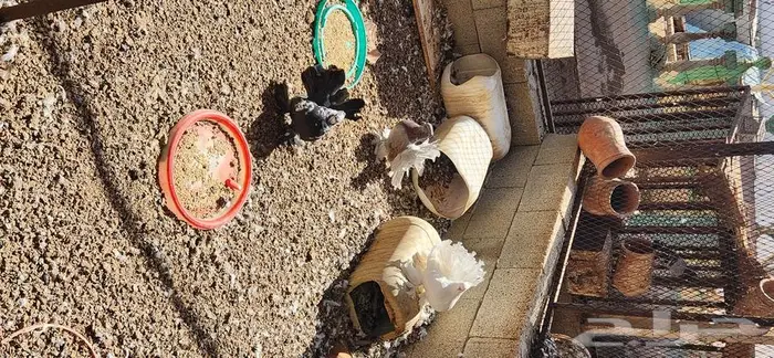 30 جوز رقاص هندي تايقر و 4 اجواز امريكي 5