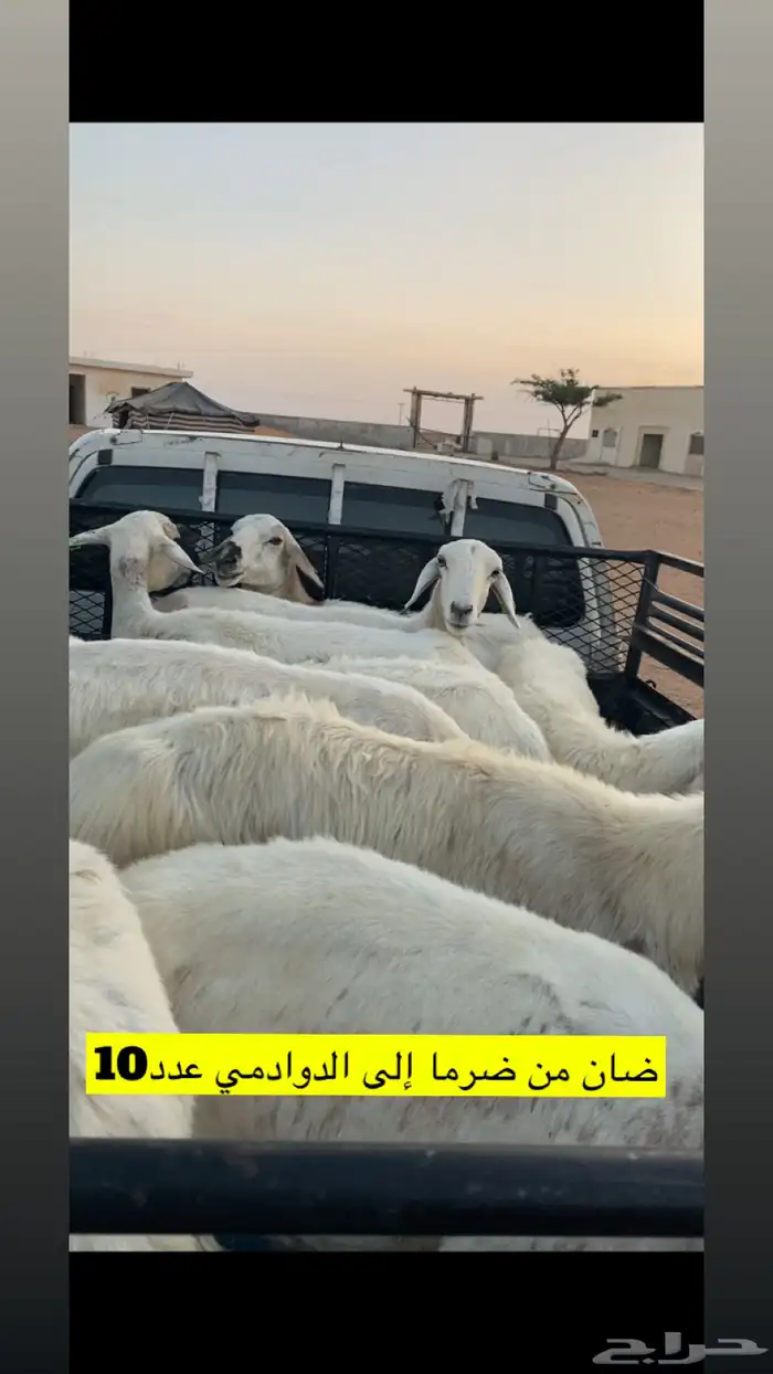 المزاحميه توصيل حلال وغيره 9