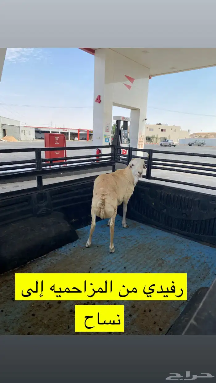 المزاحميه توصيل حلال وغيره 8