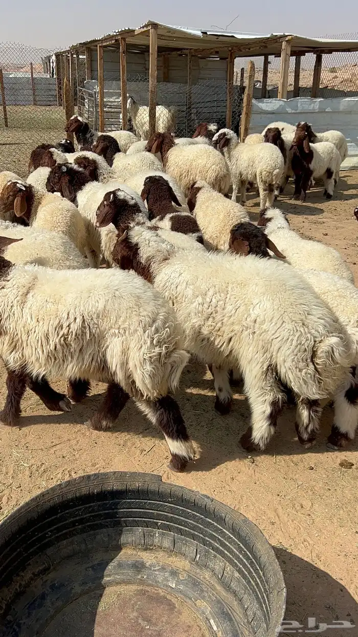 ذبايح نعيمي حري تيوس ذبائح 6