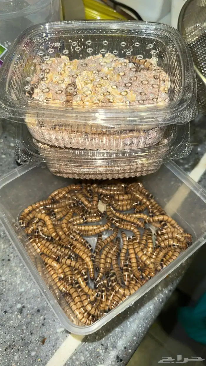 دود عتل super mealworms 3