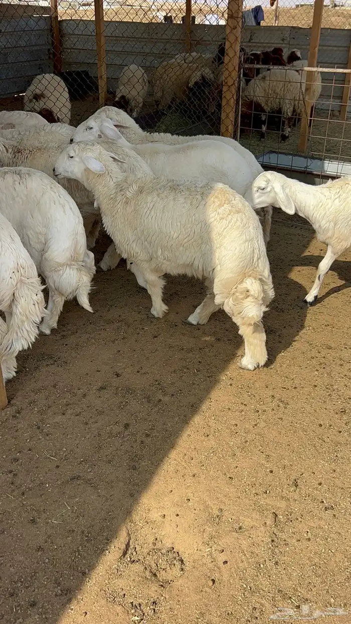 ذبايح نعيمي حري تيوس ذبائح 0