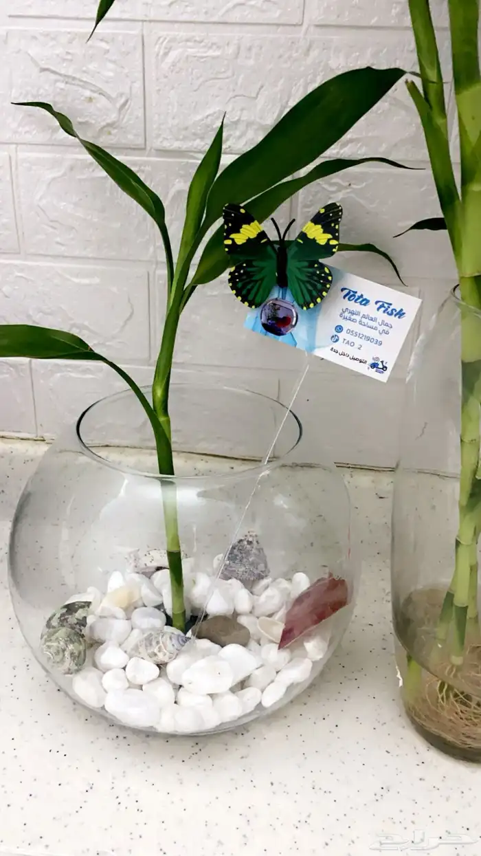 سمك الفايتر فازه احجار وصدف نبتة البامبو اكل ب 40 ريال 9