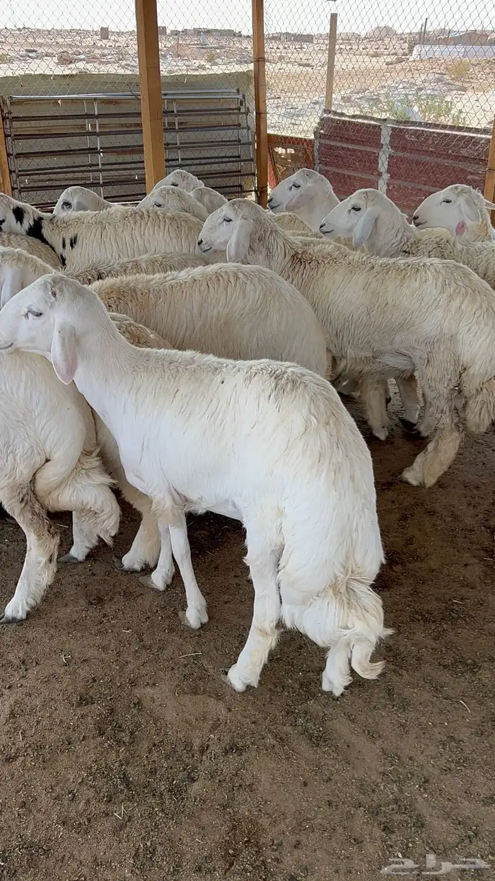 ذبايح نعيمي حري تيوس ذبائح 1