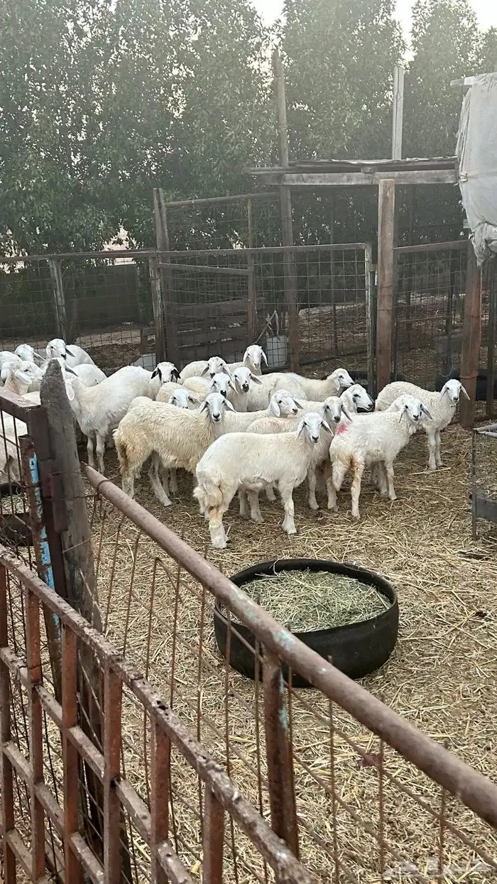 خرفان حريات للبيع خدمة سلخ و توصيل 1