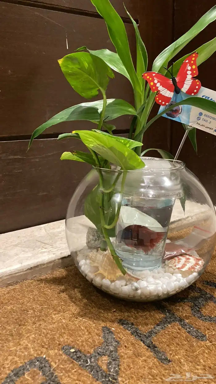 سمك الفايتر فازه احجار وصدف نبتة البامبو اكل ب 40 ريال 8