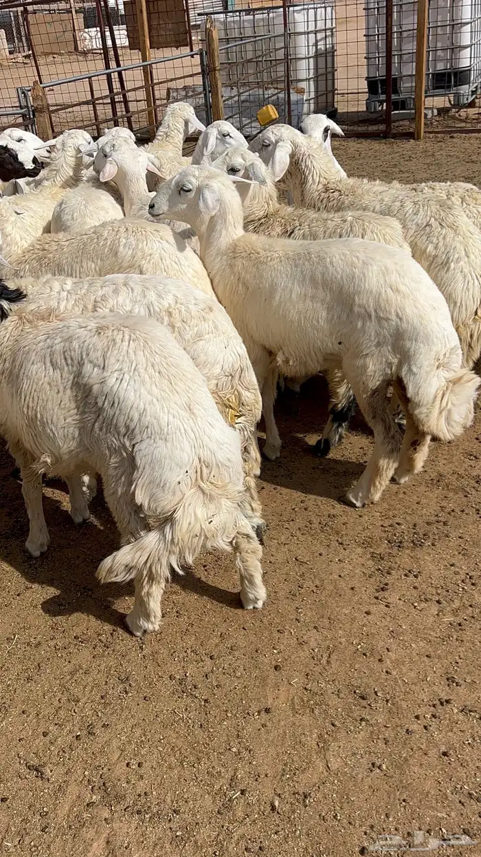ذبايح نعيمي حري تيوس ذبائح 2
