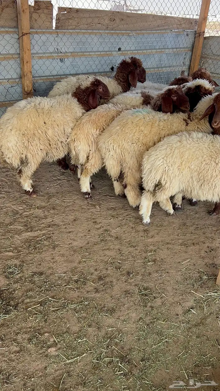 ذبايح نعيمي حري تيوس ذبائح 4