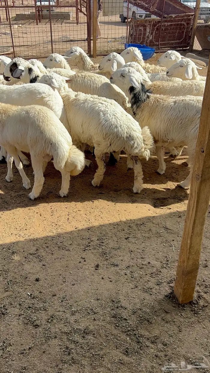 ذبايح نعيمي حري تيوس ذبائح 3