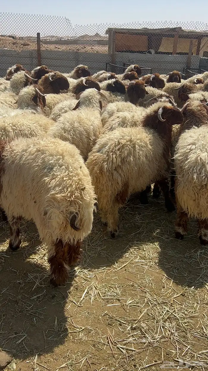 ذبايح نعيمي حري تيوس ذبائح 8