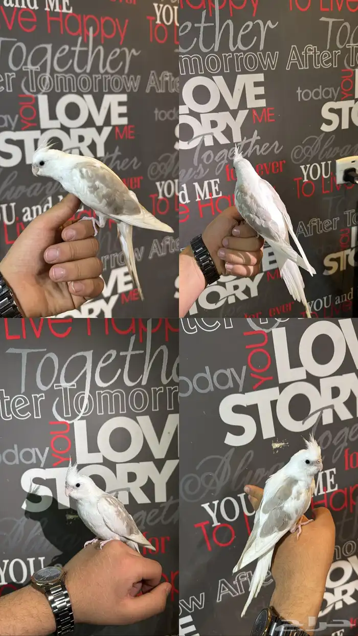 فرخ كروان اليف 0