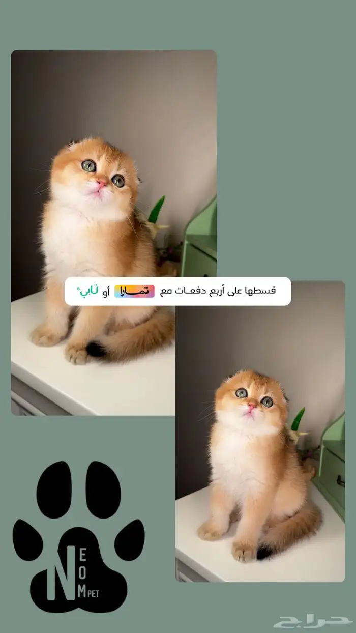 سكوتش فولد قولد قط بريطاني كيتن بلو سلفر قطه بسه قطوه شيرازي 1