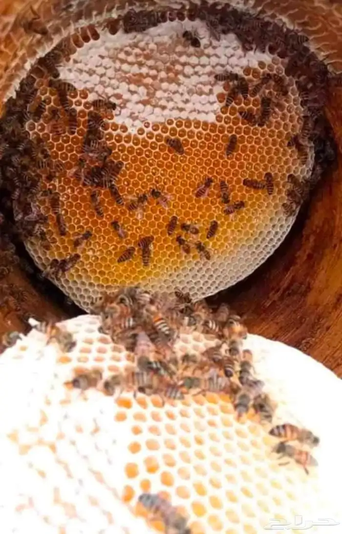 عسل جنوبي سدر وسمره 7