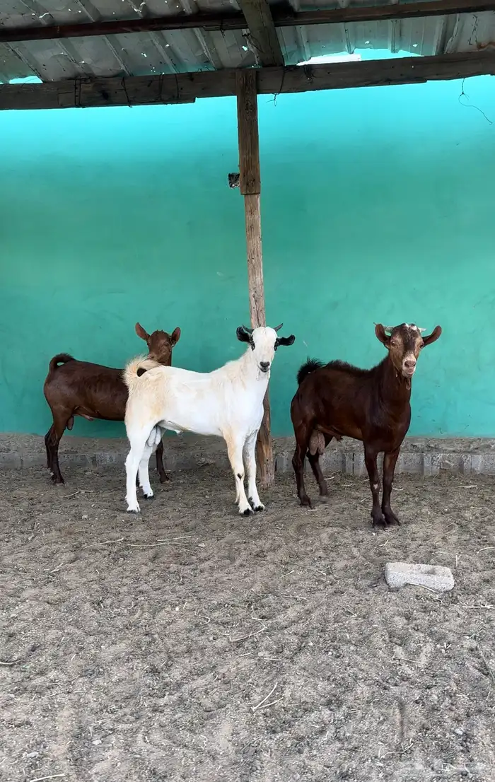 للبيع تيوس محايل. ( تم للبيع) 0