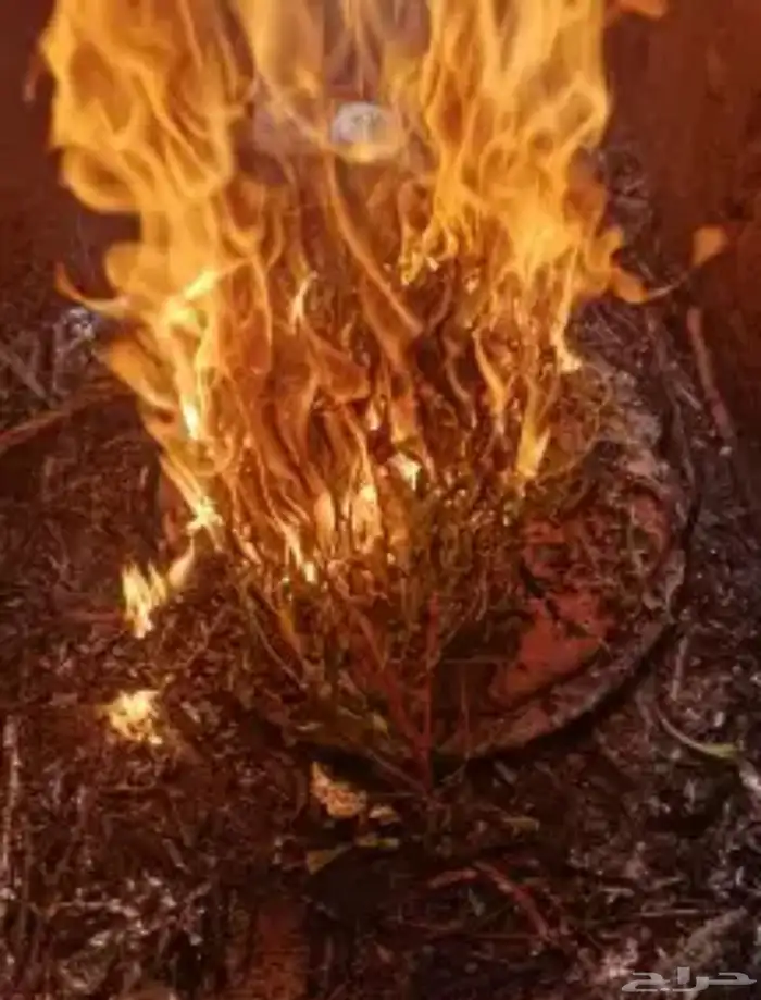 خبز مقنا و يدام ( معرق ) تبيض اللوجه 3