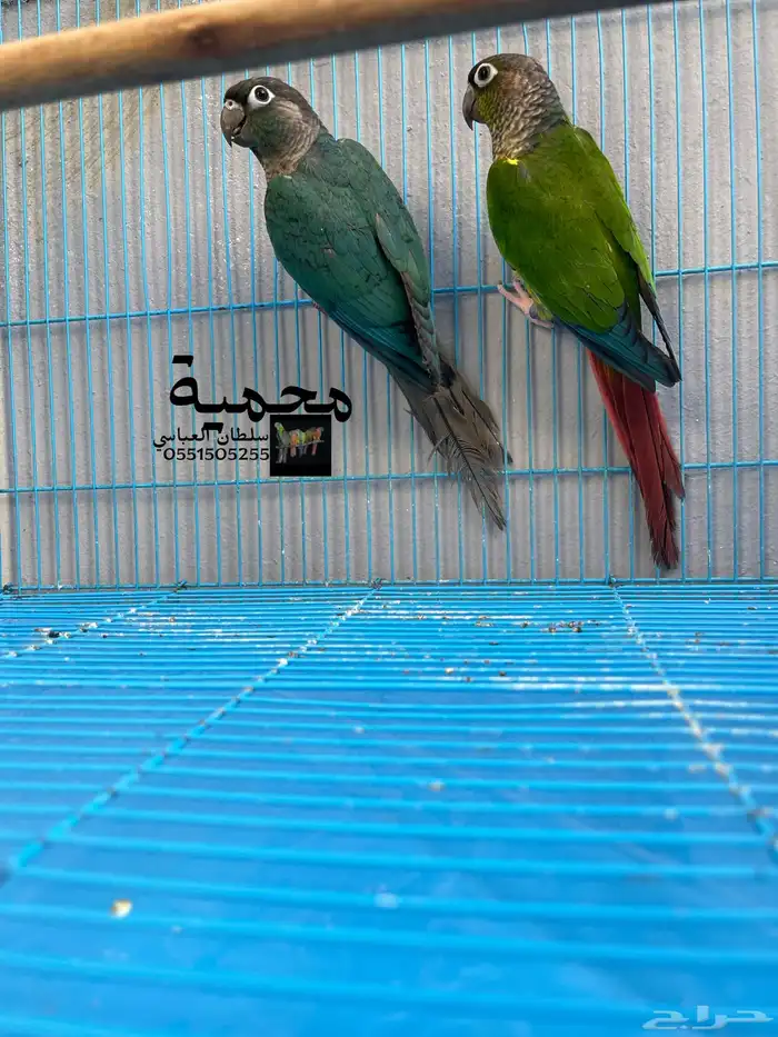 جوز كنيور بلو شيك مع يلو سايد 3