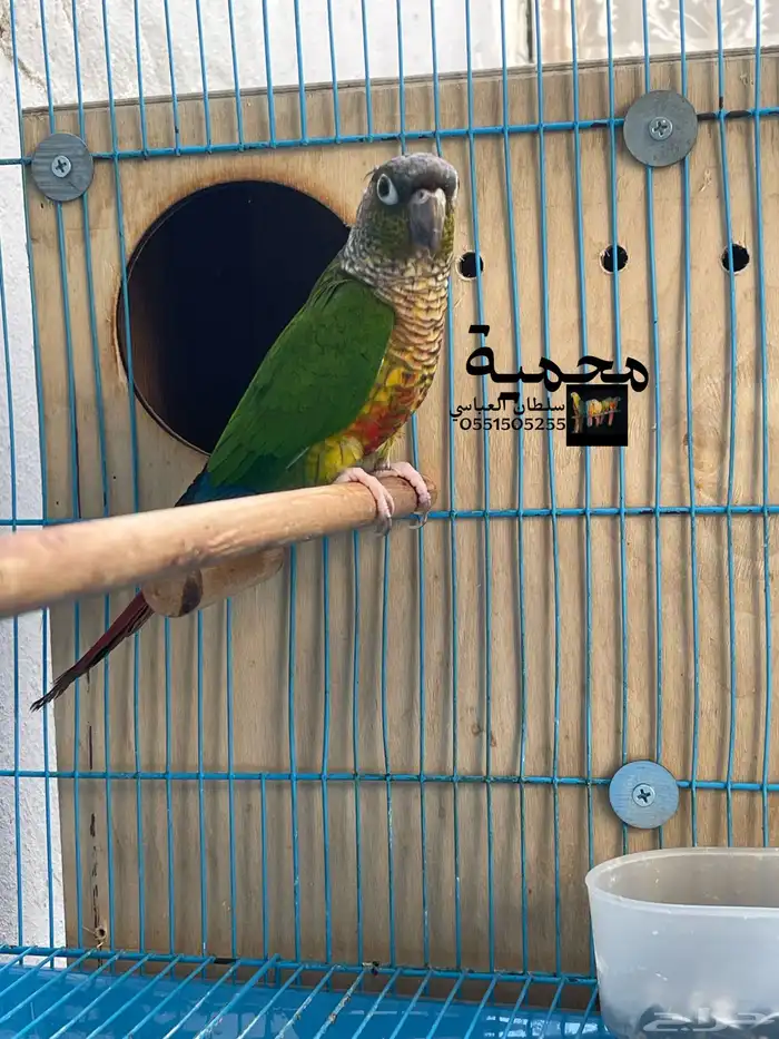 جوز كنيور بلو شيك مع يلو سايد 1