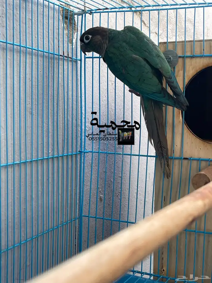 جوز كنيور بلو شيك مع يلو سايد 2