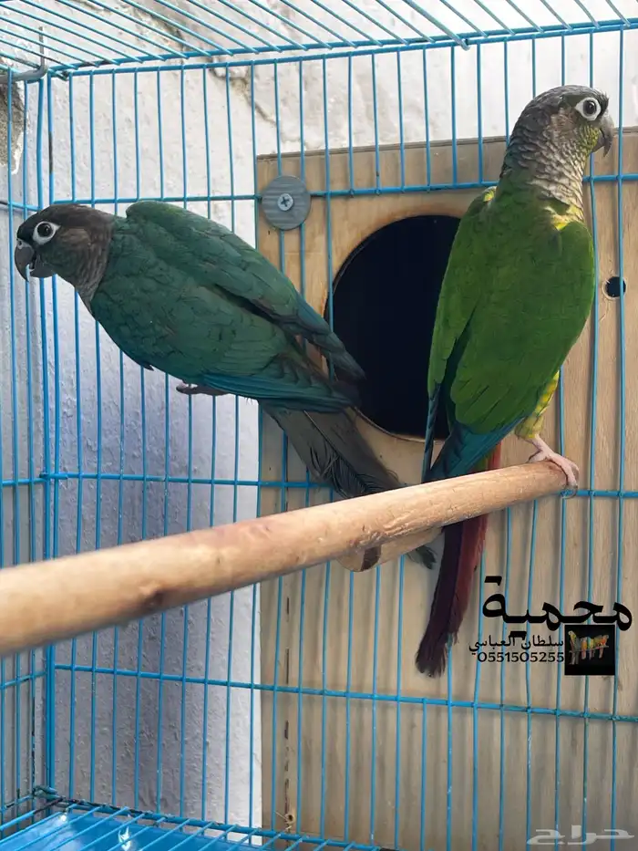 جوز كنيور بلو شيك مع يلو سايد 0