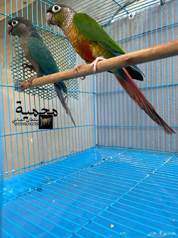 جوز كنيور بلو شيك مع يلو سايد 5