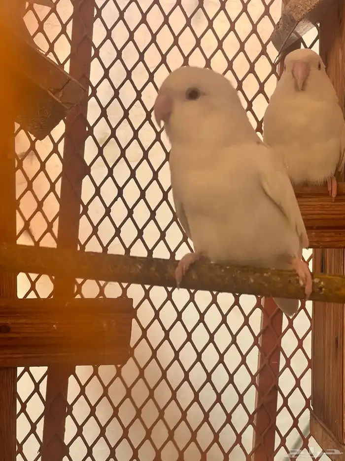 روز اللينو منتج 1
